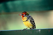 Picture 'KT1_46_22 Red-and-Yellow Barbet, Tanzania, Lake Manyara'